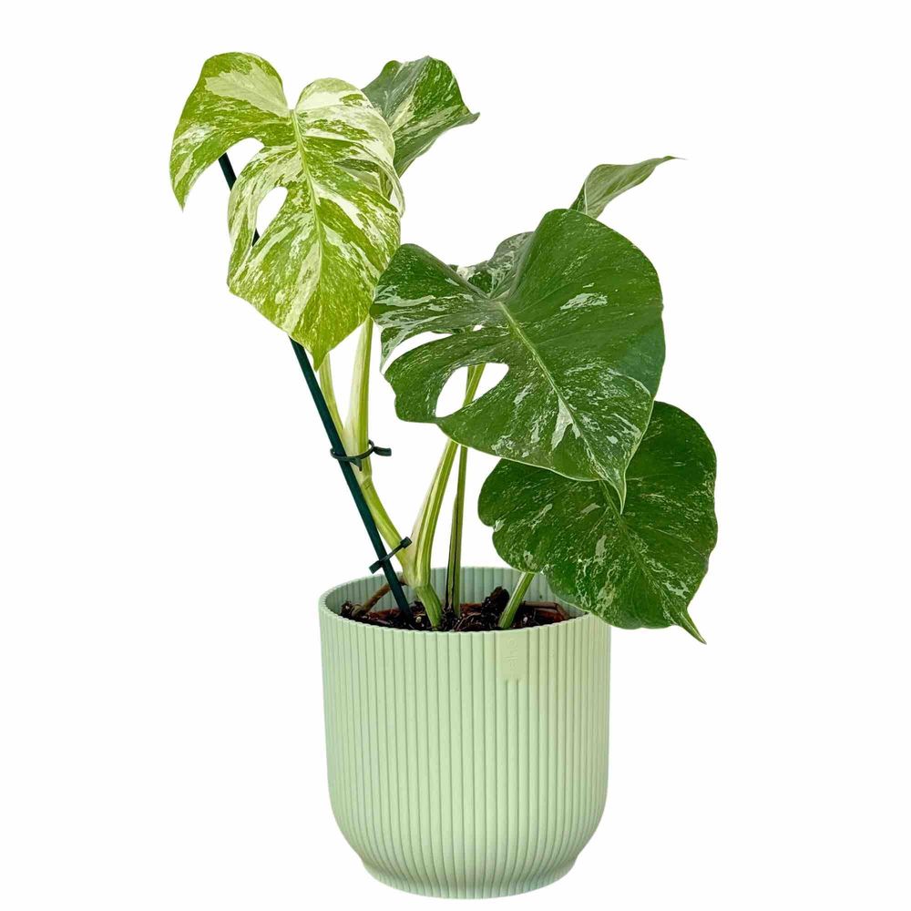 Monstera variegata - pot de 17cm