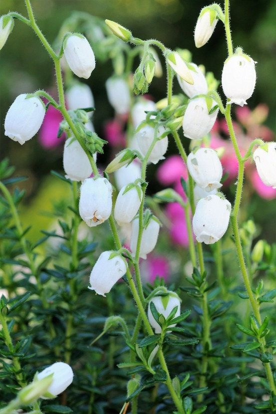 Bruyère d'irlande 'alberta white' - en pot de 1 litre