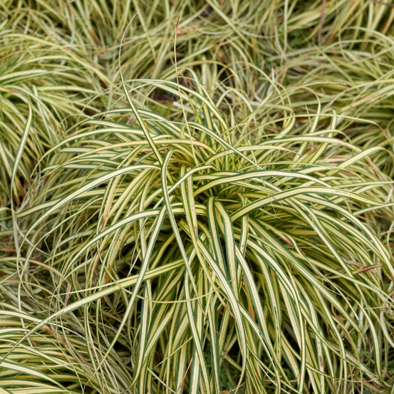 Laîche doshima everlime - carex oshimensis everlime 10/15 cm pot 3l