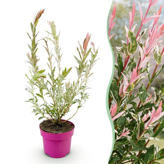 Saule crevette 'flamingo' - pot 17 cm - hauteur 40-50 cm - plante d'extérieur