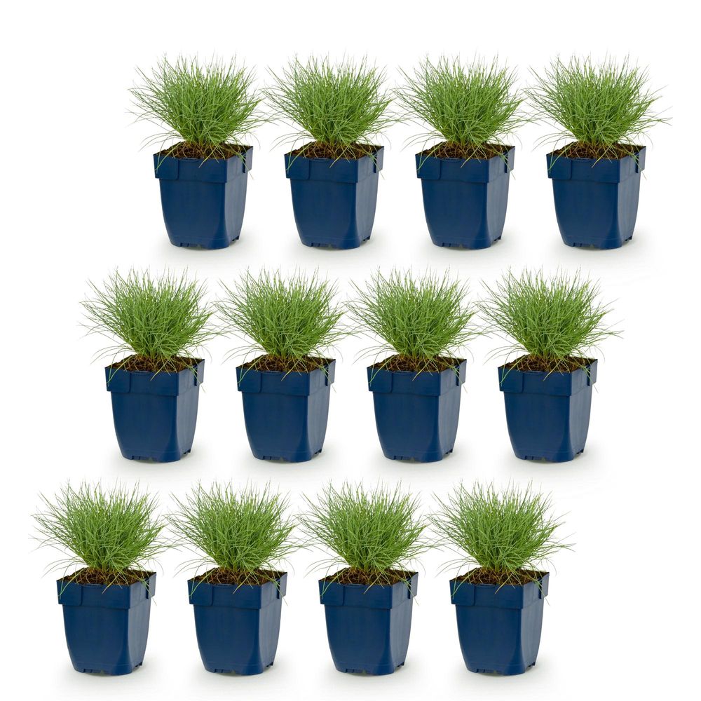 Fétuque bleue - lot de 12 - pot 11 cm - hauteur 25 cm - plante d'extérieur