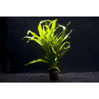 Plante aquatique : Microsorium Pteropus en pot