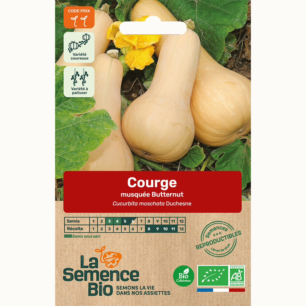 Courge musquée butternut - graines bio