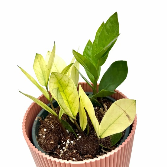 Zamioculcas zamiifolia chameleon - pot de 14cm