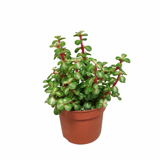 Portulacaria afra variegata - h25cm, ø10,5cm - plante grasse