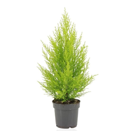 Cupressus macrocarpa goldcrest wilma - h55 cm - ø14 cm
