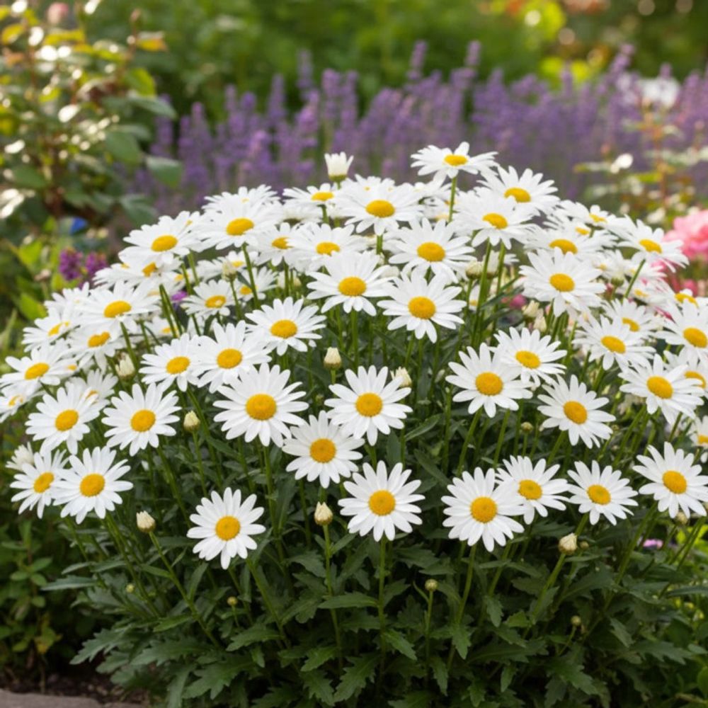 Marguerite d'été lot de 3 godets
