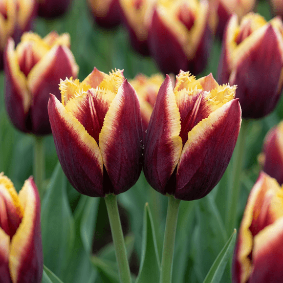 Tulipe 'my favourite topping' (tulipa) - floraison printanière - calibre 11/12 - 120 bulbes