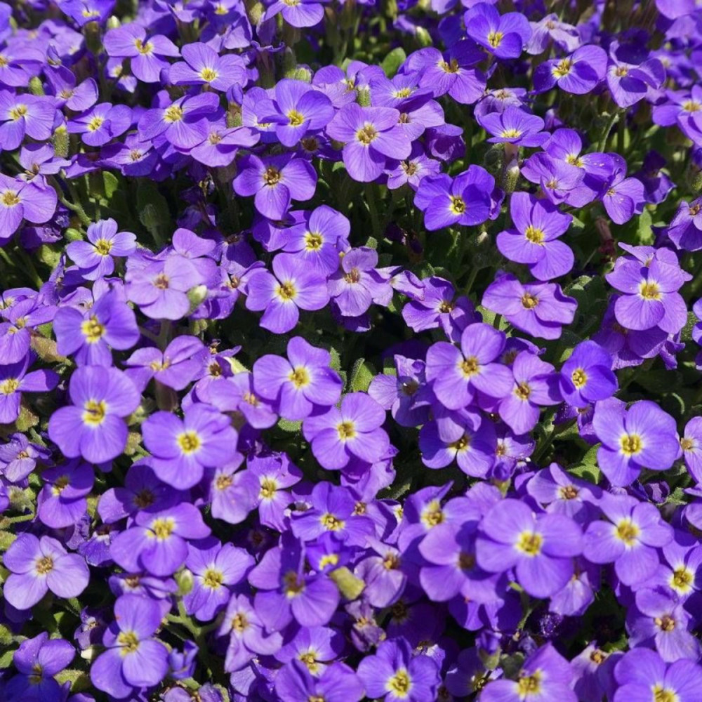 Aubriète royal blue lot de 9 godets