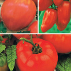 Collection de tomates savoureuses, les 3 sachets / ±1100 graines