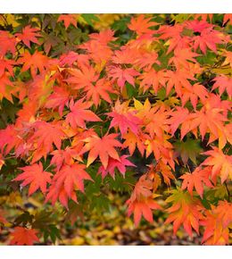 Érable du japon de semis - acer palmatum - 50-60 cm pot