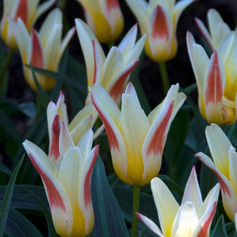Tulipe nénuphar 'johann strauss' bulbe calibre 12 (par 10)