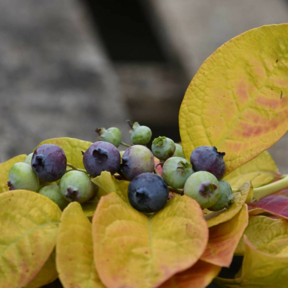 Myrtille yello!belloblue® 'andval1601', myrtillier pot de 2l