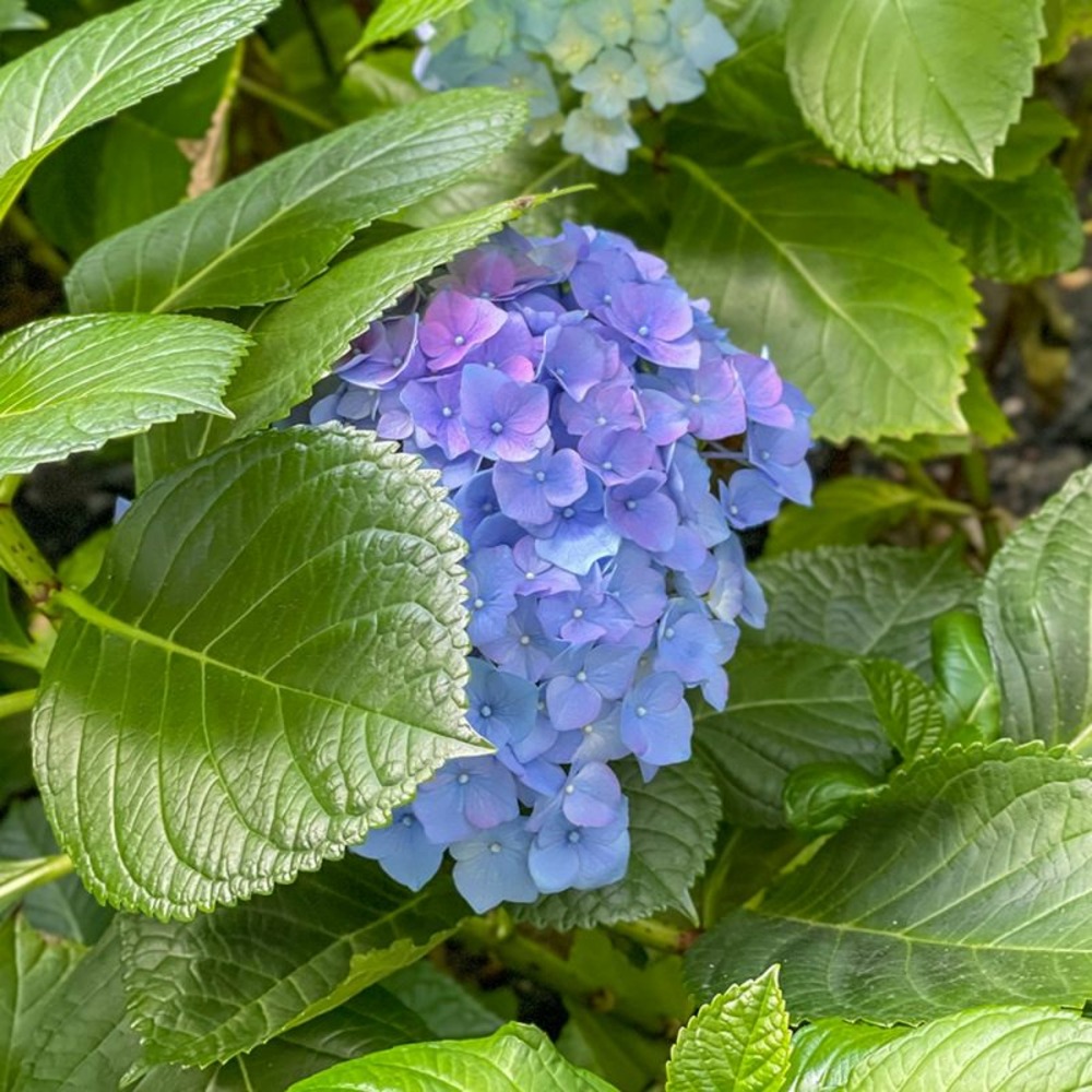 Hortensia à grandes feuilles 'bodensee' (hydrangea macrophylla 'bodensee')