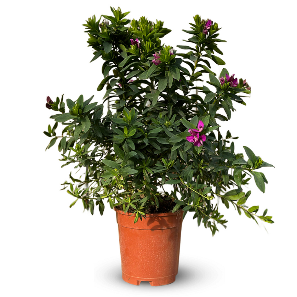 Polygala myrtifolia - plante fleurie - ↕ 90-100 cm - ⌀ 24 cm - plante d'extérieur