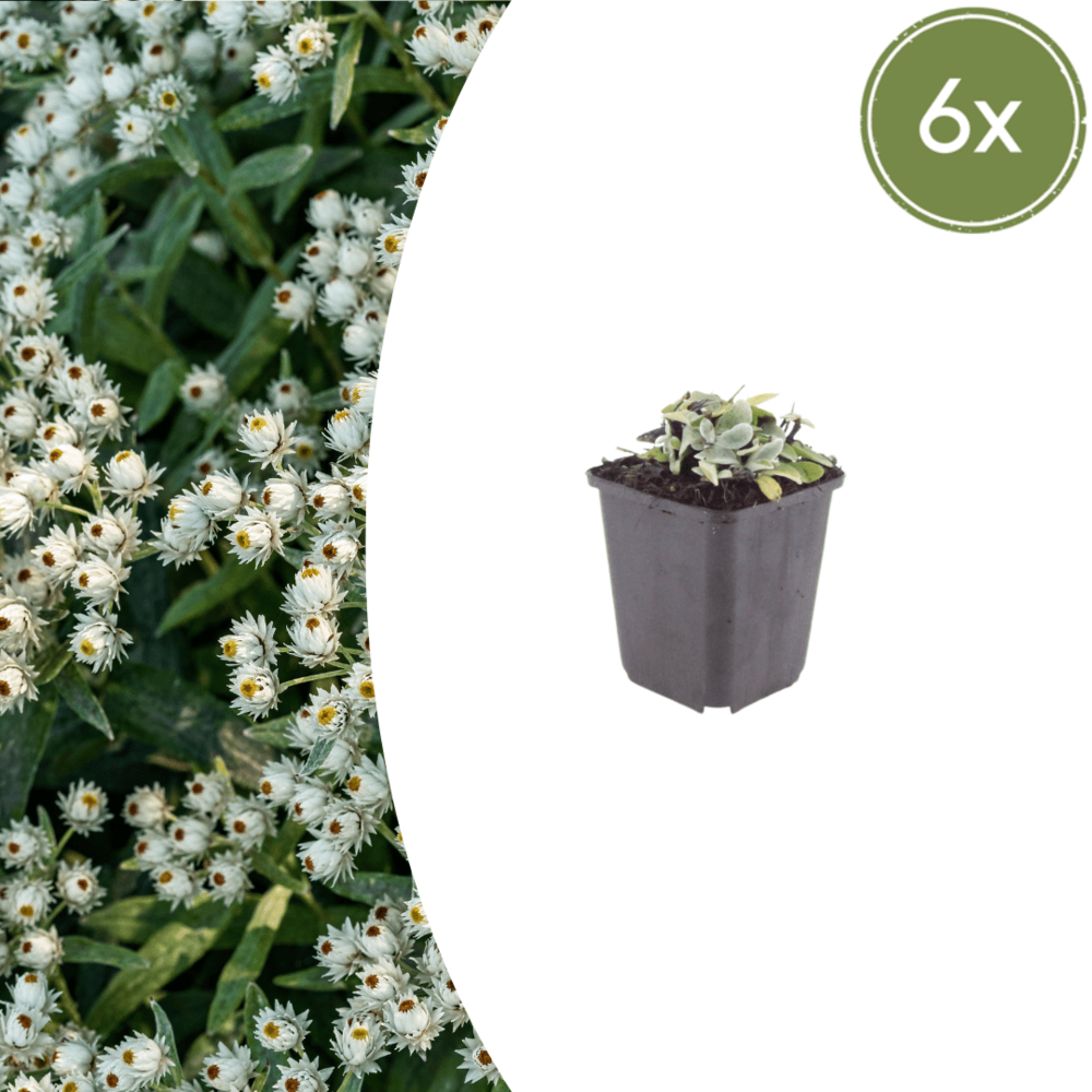 Lot de 60 - immortelle de l'himalaya (anaphalis triplinervis) ''