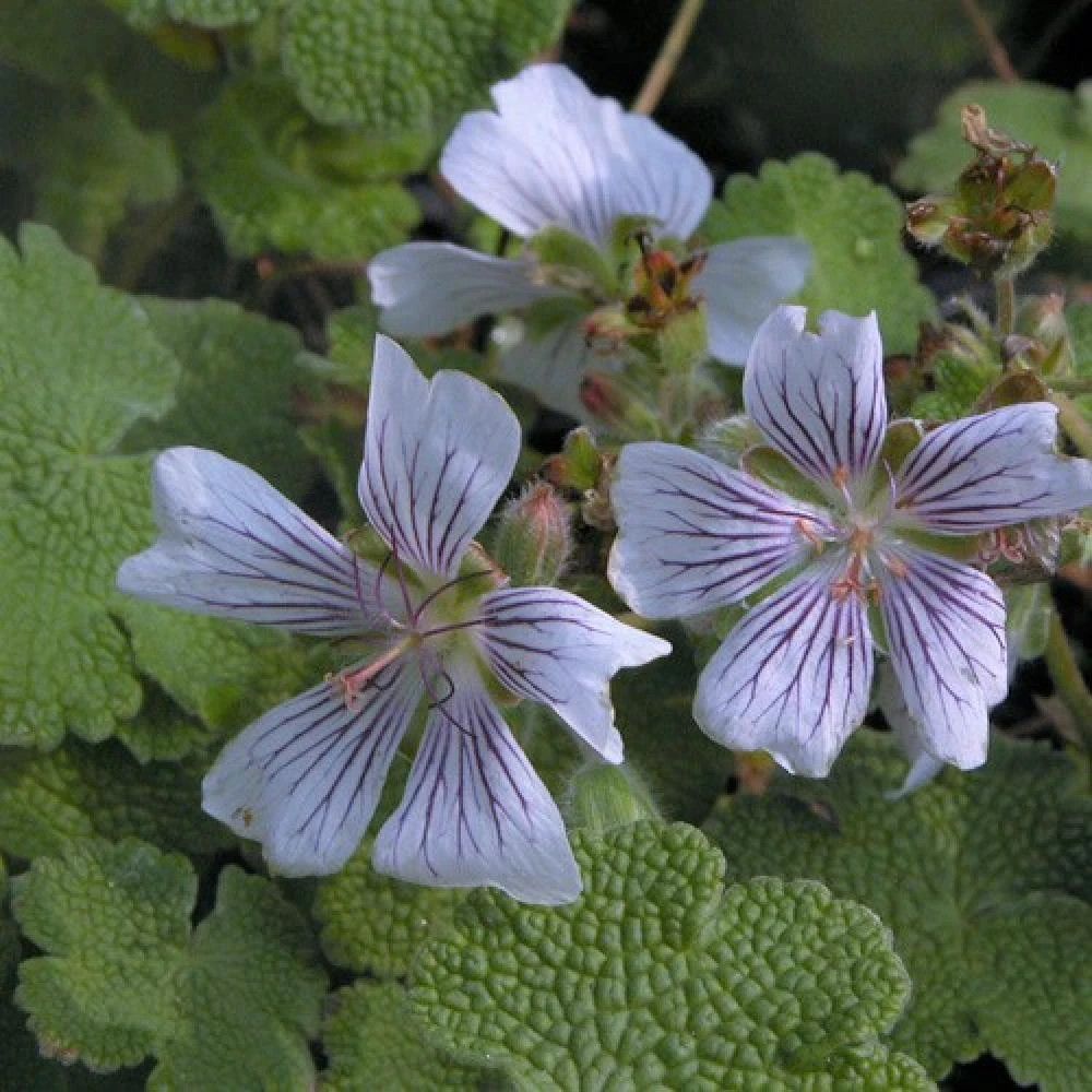 Géranium vivace renardii godet