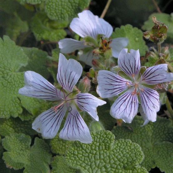 Géranium vivace renardii godet