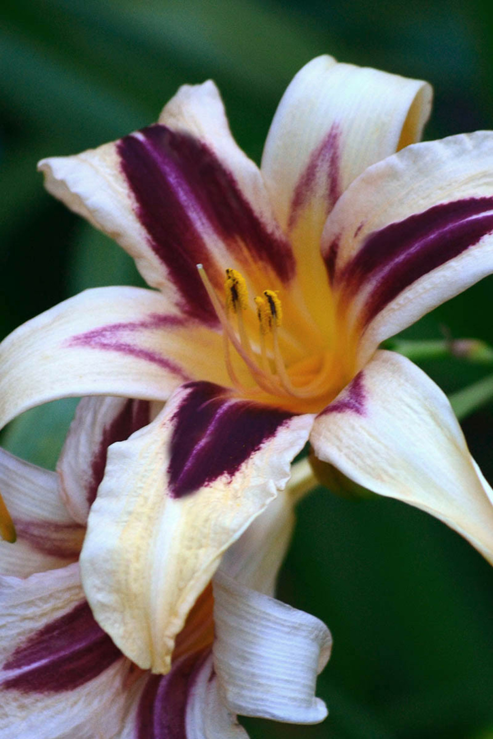 Hémérocalle 'wild horses' - en pot de 2 litres