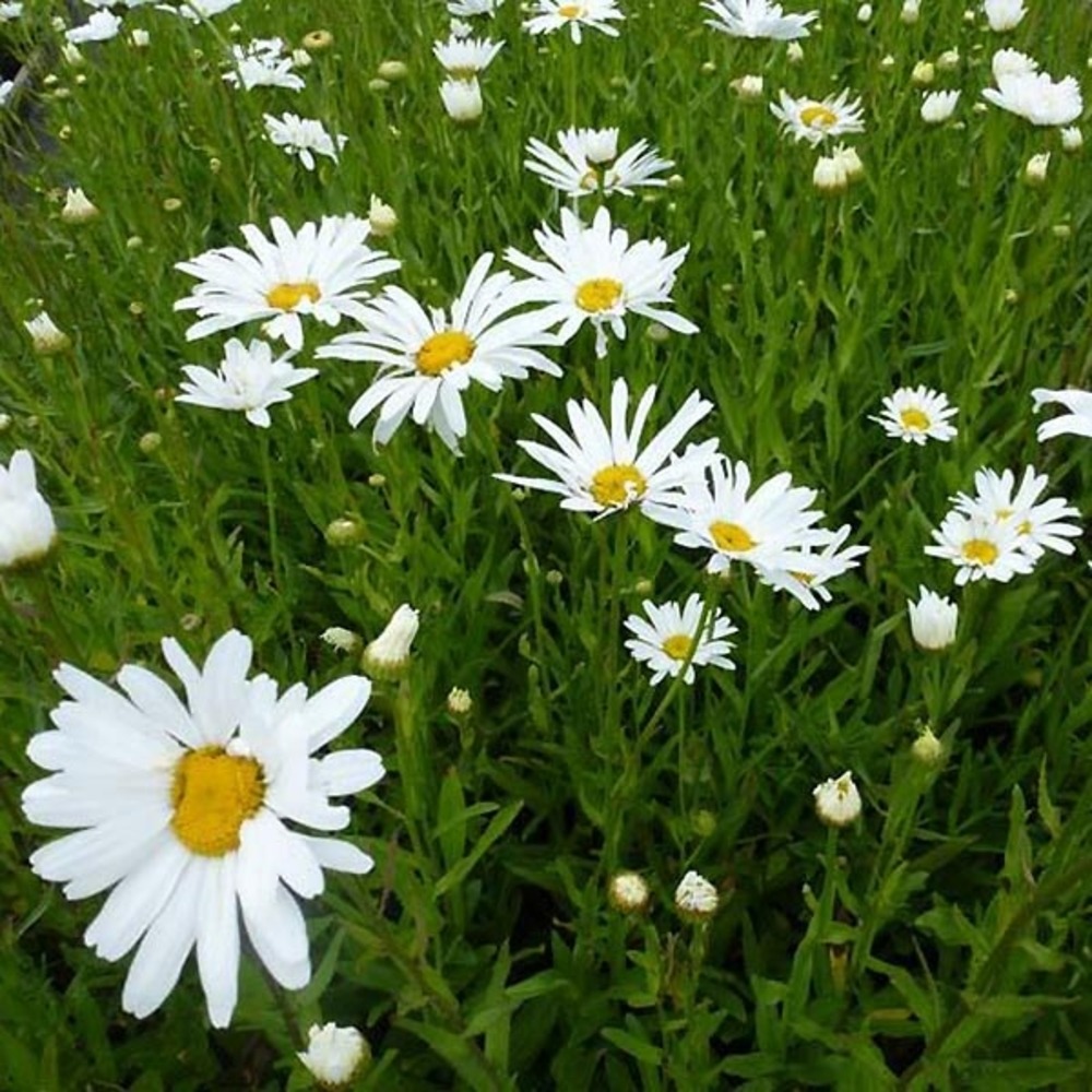 Marguerite 'polaris' godet de 8/9 cm