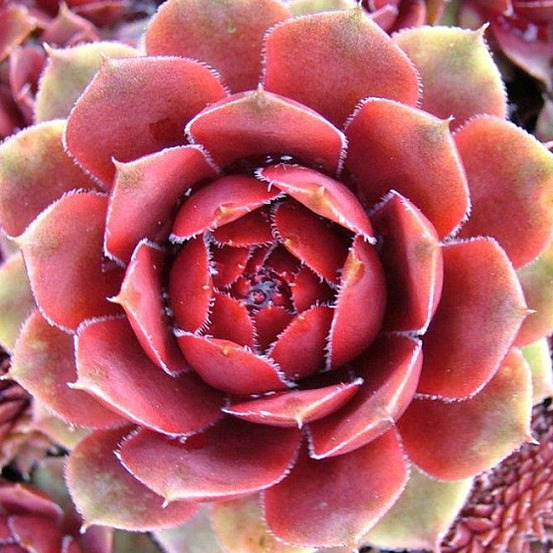 6 x joubarbe toile d' araignée 'rubin' - sempervivum 'rubin' - godet 9cm x 9cm