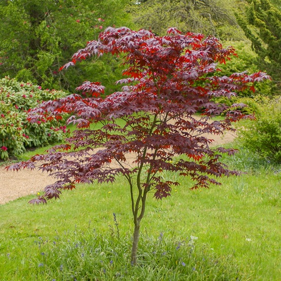 Erable du japon bloodgood - le pot / ø 21cm / hauteur livrée 50-60cm
