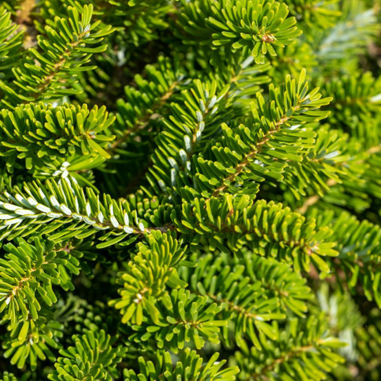 Sapin de corée brillant - abies koreana brillant 20/30cm pot 2,5l