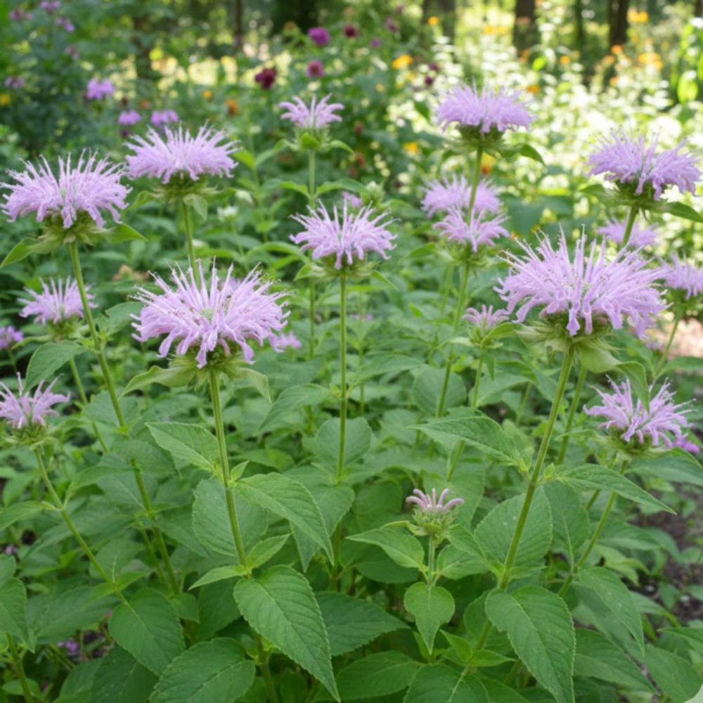 Monarde fistuleuse lot de 9 godets
