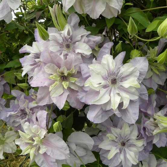 Clématite reflections™ 'evipo035' pot de 1,5l - tuteur bambou 30/60 cm