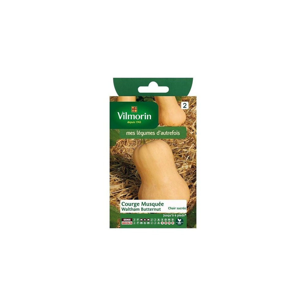 Sachet graines courge musquée waltham butternut
