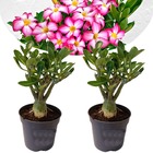 Adenium obesum - set de 2 - rose du desert - plantes exotique - rosier violet - pot 10.5cm - 25-40cm