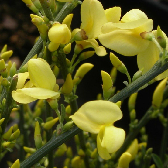 Genêt précoce allgold, cytisus pot de 3,5l - 40/60 cm