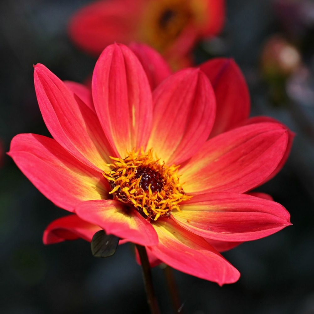 Dahlia à fleurs simples 'happy single flame' bulbe calibre i (par 3)