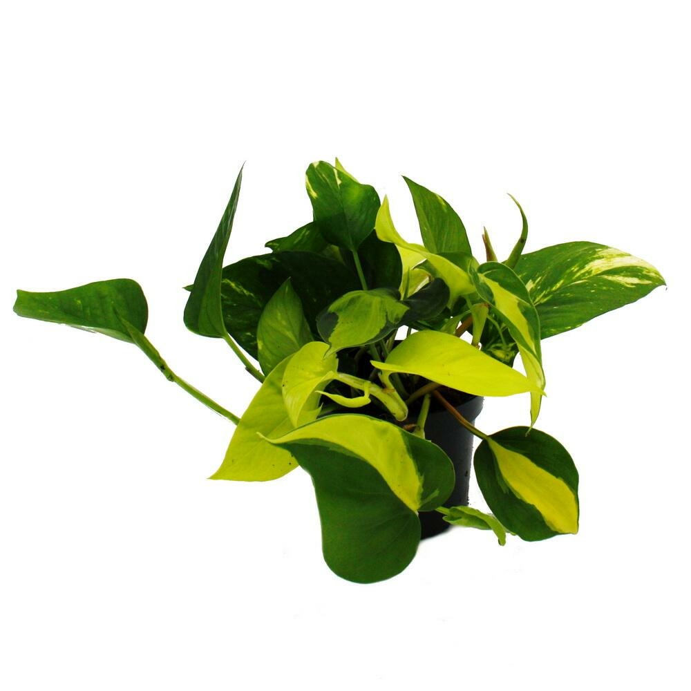 Trio de lépiotes - 3 variétés différentes d'epipremnum grimpant dans un pot - scindapsus - pot de 12cm