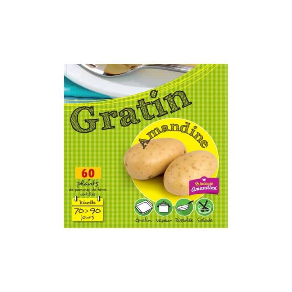 Amandine 60 plants de pomme de terre