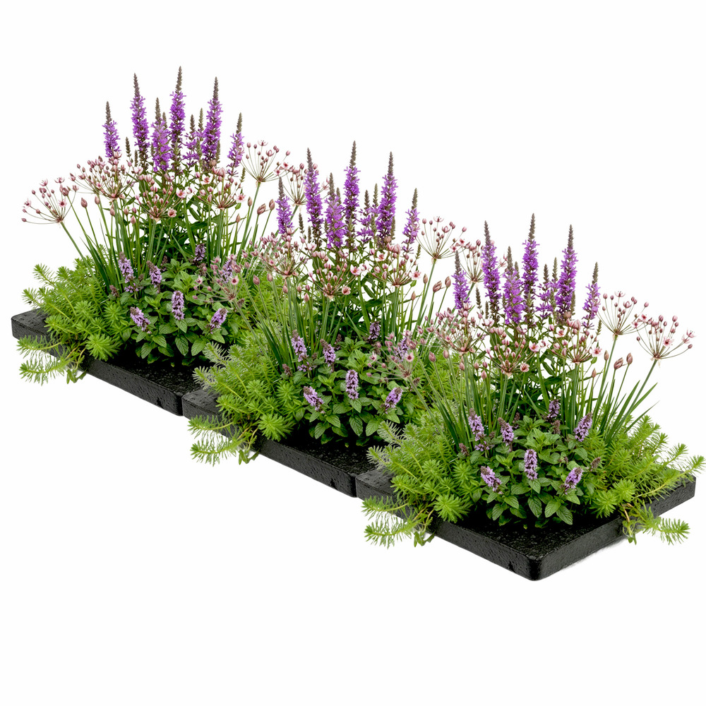 Îlot anti-moustiques pour bassin 75 x 25 cm - lot de 12 plantes