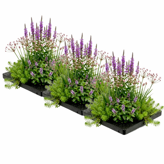 Îlot anti-moustiques pour bassin 75 x 25 cm - lot de 12 plantes