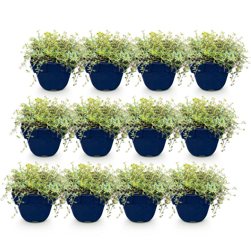 Thym 'red carpet' - lot de 12 - pot 11 cm - hauteur 25 cm - plante d'extérieur