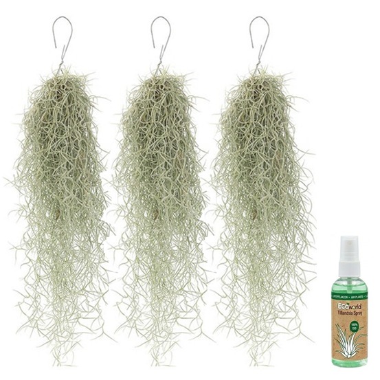 Tillandsia « mousse espagnole » (3 pièces) - plante aérienne sans terre