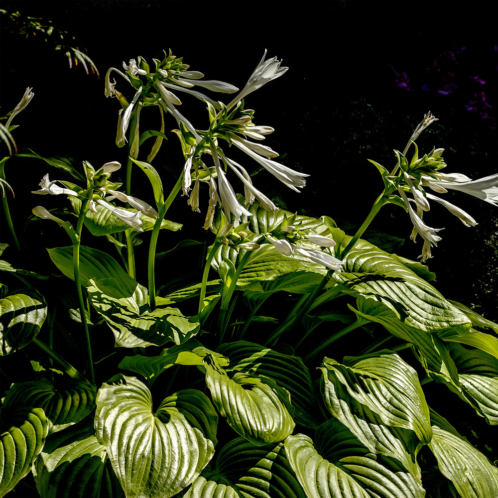 Hosta plantaginea 'grandiflora' godet de 8/9 cm
