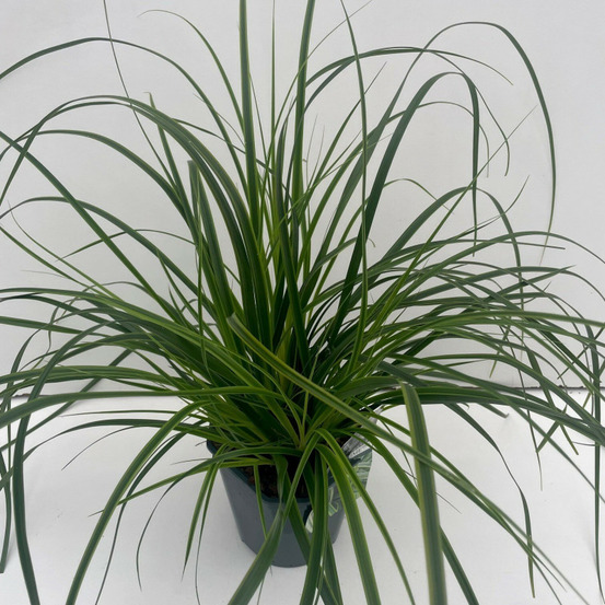 Laîche d'oshima everlime 30cm pot 2l - carex oshimensis everlime