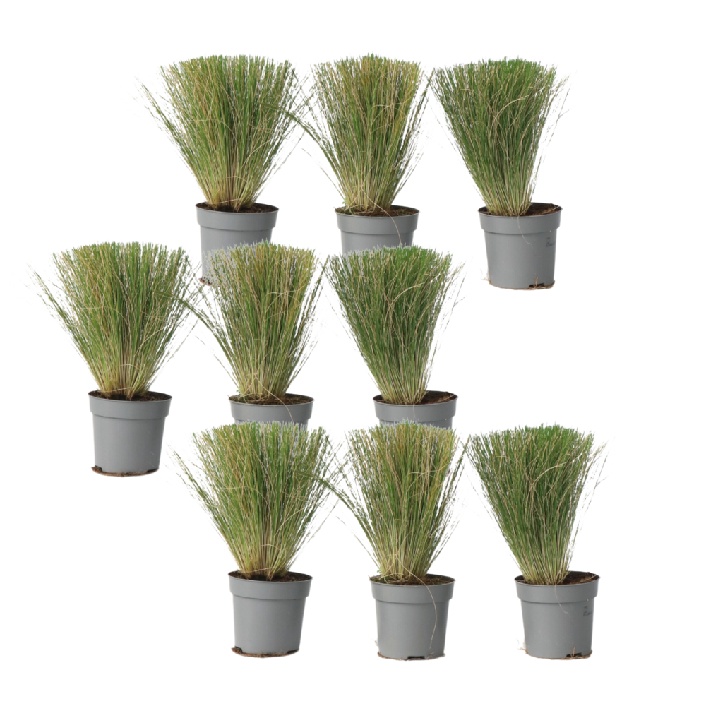 Herbe aux plumes - set de 9 - stipa tenuifolia 'pony tails' - h20-30cm - ⌀9cm