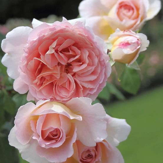 Rosier à grandes fleurs boreale® 'tan3025' pot de 5l - touffe