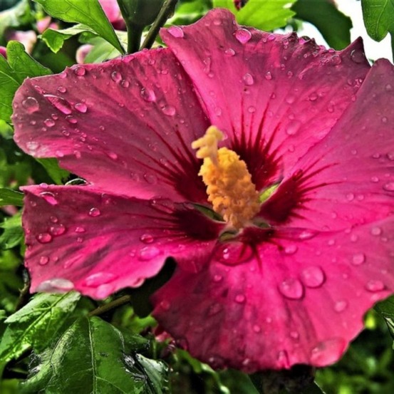 Hibiscus syriacus 'pink giant' (hibiscus syriacus 'pink giant')