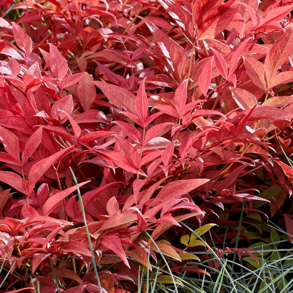 Bambou sacré obsessed® 'seika', nandina pot de 7,5l - 60/80 cm