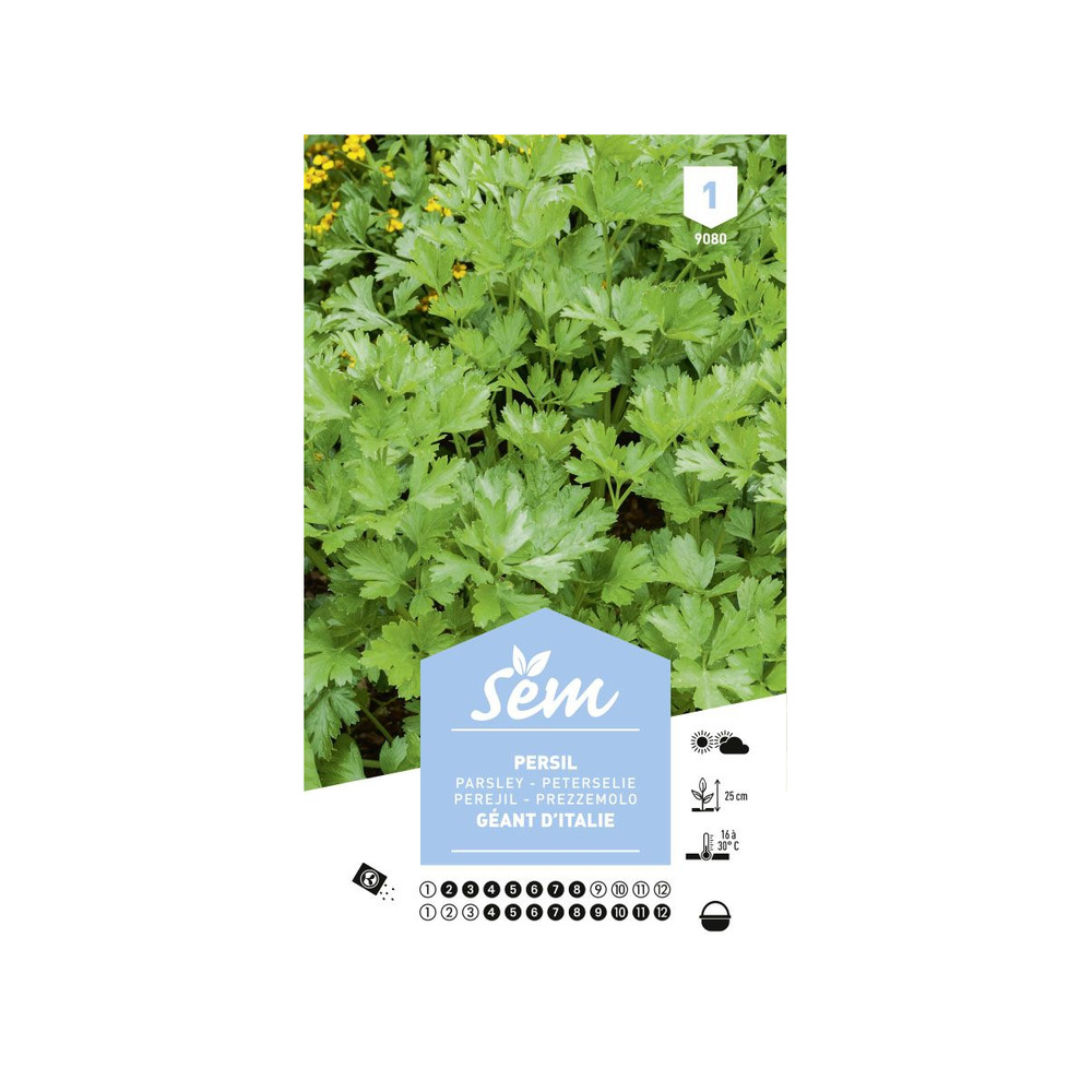 Graines potagères persil géant d'italie