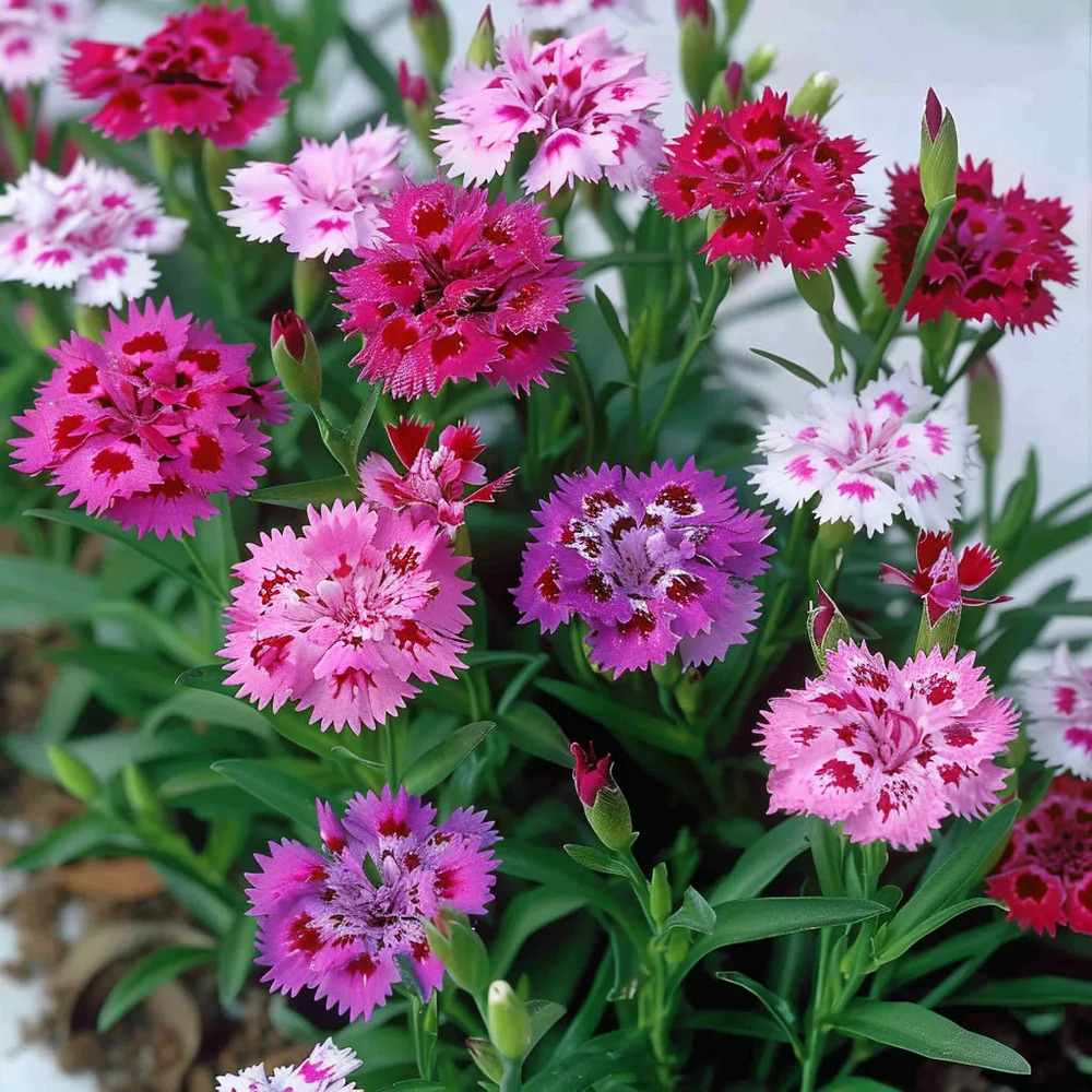 150 graines d'œillets de chine - semisauvage permaculture