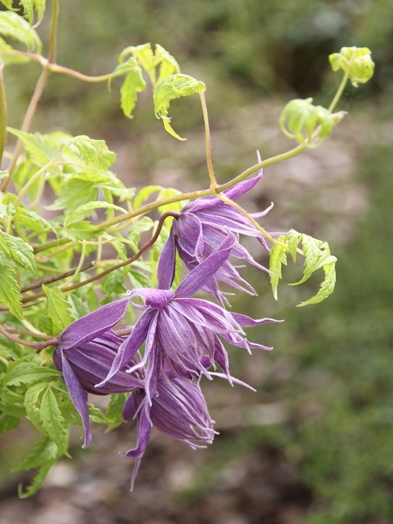 Clématite 'eximia' pot de 2l/3l