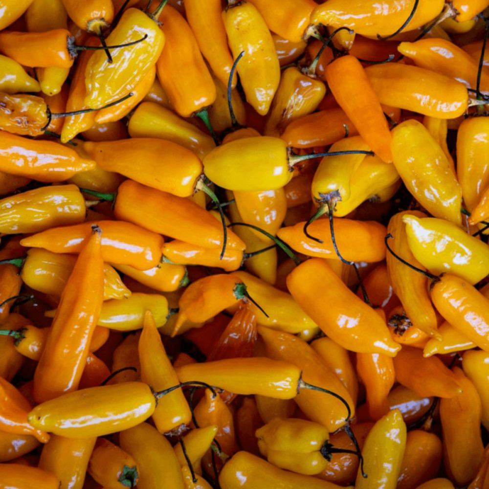 Plant de poivron snackor yellow godet