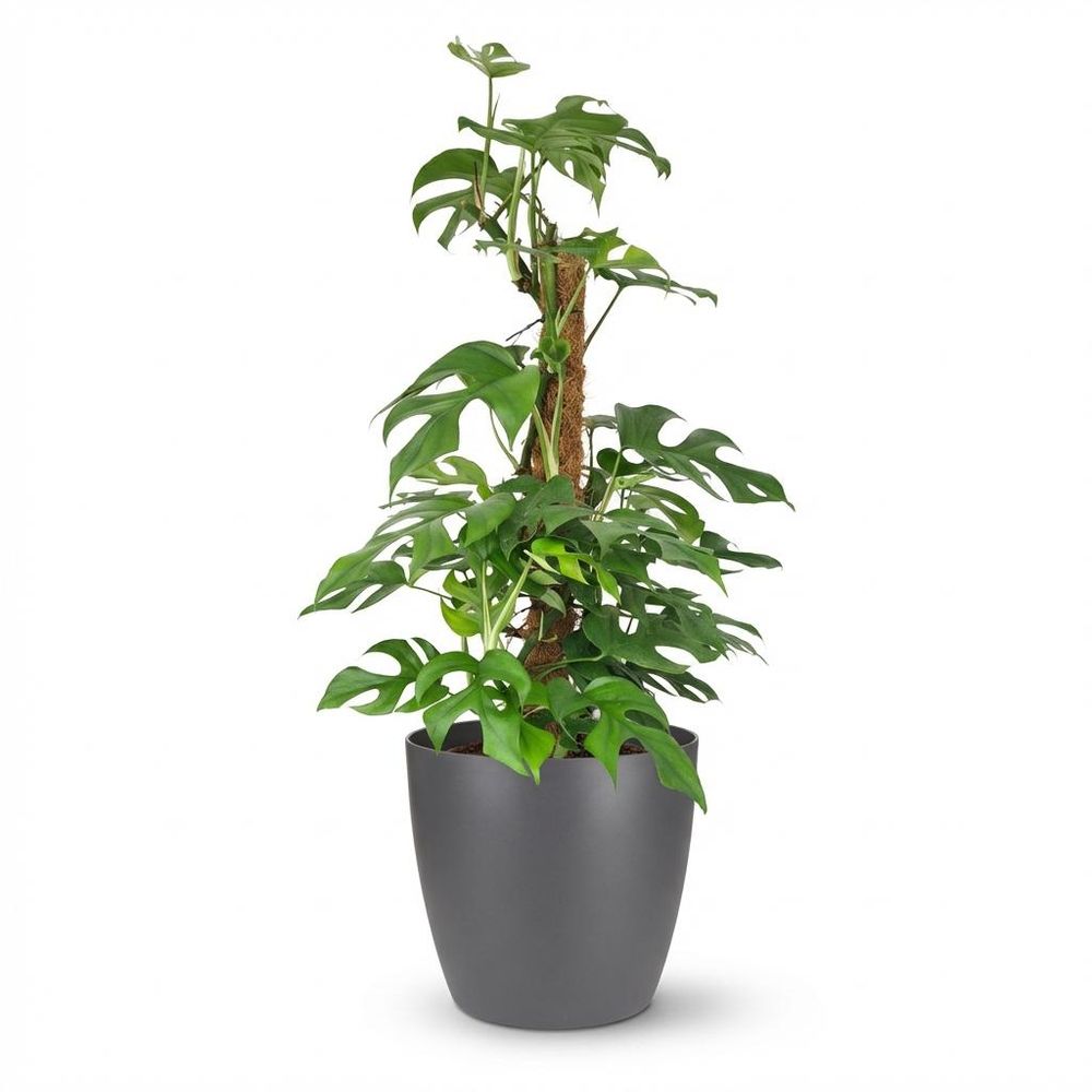 Monstera minima avec tuteur - monstera rhaphidophora tetrasperma - pot de 19cm - hauteur 90cm